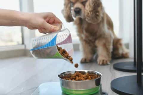 Changing Dog Food: How to Switch Dog Food the Right Way