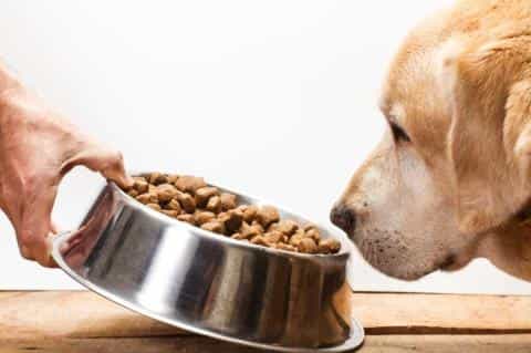 Is Your Dog’s Food AAFCO Approved? Here's Why It Matters
