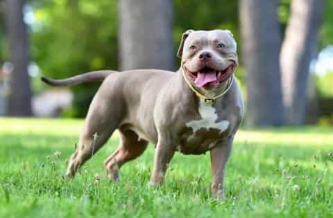 The American Staffordshire Terrier: Power, Personality, and Playfulness