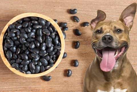 Beans for Dogs: Healthy Snack or Digestive Disaster?