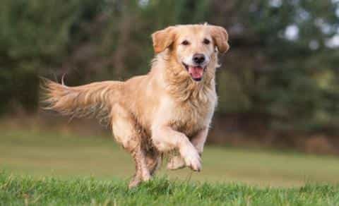 From Pup to Senior: Supporting Your Dog’s Joints at Every Age