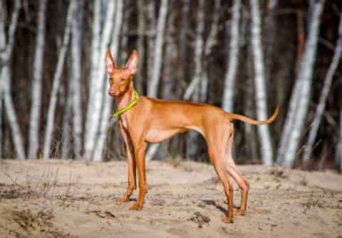 Cirneco dell’Etna: Sicily’s Ancient Hunting Hound