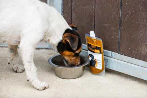 Why Turmeric Might Be the Best Natural Supplement for Your Dog