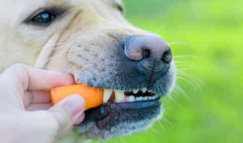 The Truth About Dogs and Carrots: Are They a Good Treat?