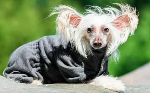 Chinese Crested: The Charming and Unique Companion Dog