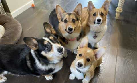 Meet the Corgi – The Queen’s Favorite Pup with a Royal Heart