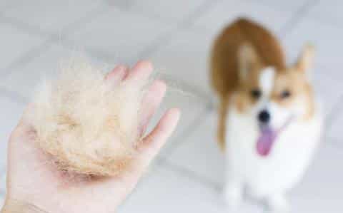 Help! My Dog Is Shedding Like Crazy – What’s Going On?