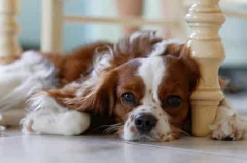 Understanding Puppy Coughing: Common Causes and Treatments