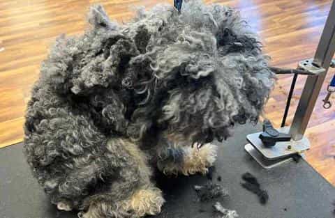 Tangled Trouble: How to Remove Mats from Your Dog’s Coat