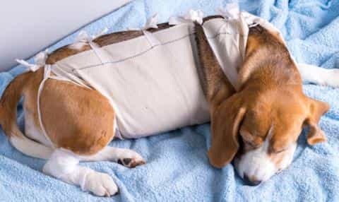 When Dogs Eat the Wrong Things: Coping with Canine Pica