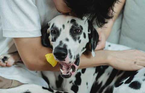 Steroids for Dogs: Benefits, Risks, and What to Expect