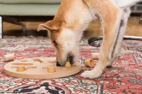 Mental Stimulation for Dogs: Brain Games That Dogs Love