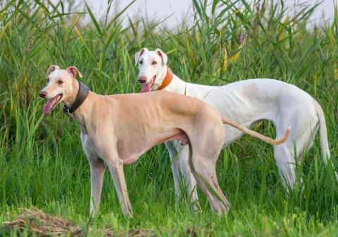 Grace and Speed: Discovering the English Greyhound