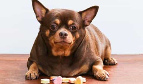 Understanding Dog Diabetes: A Lifelong Condition You Can Manage