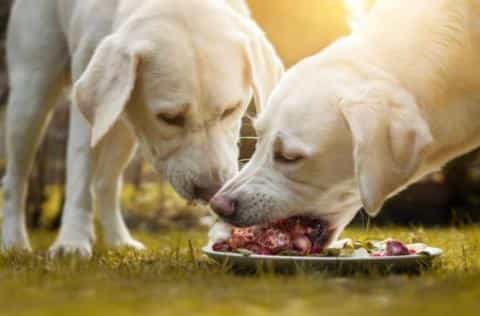 What Do Dogs Really Eat? Omnivores vs. Carnivores Explained