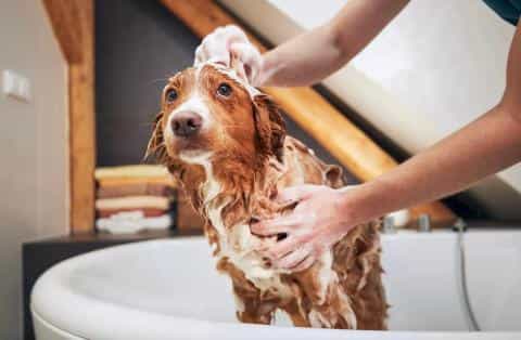 DIY Dog Grooming: Keep Your Pup Clean & Happy at Home
