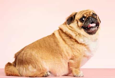 Phantom Pregnancy in Dogs: Symptoms and Causes Explained