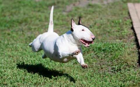 Is a Bull Terrier Right for You? Temperament, Traits & Tips