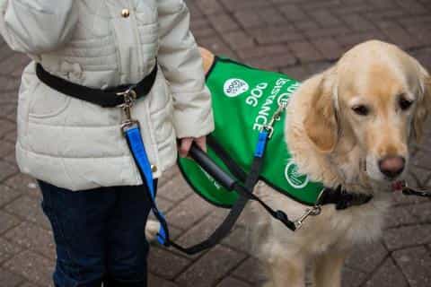 Autism Therapy Dogs: A Lifeline for Emotional and Social Support