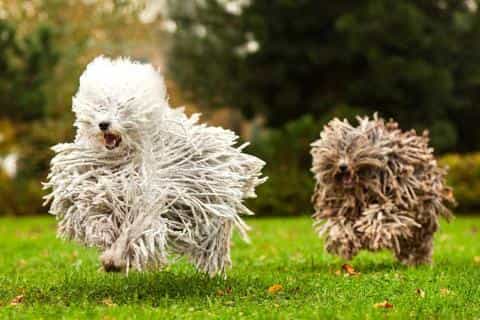 Everything You Should Know About the Puli Dog