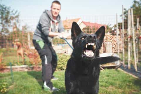 Managing and Preventing Aggressive Behavior in Dogs