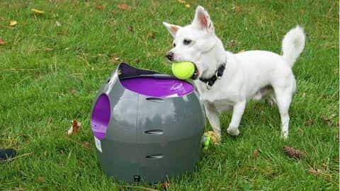 The Best Ball Launchers for Dogs: Fun, Exercise, and Entertainment