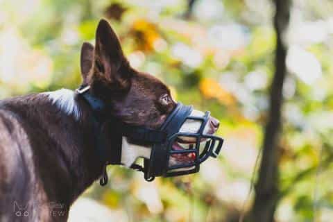 Best Dog Muzzles for Biting, Anxiety, and Training: Our Top Picks