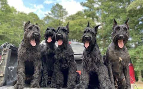 Meet the Giant Schnauzer: A Powerful Guardian with a Heart of Gold
