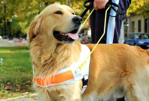 The Difference Between Service Dogs and Emotional Support Dogs