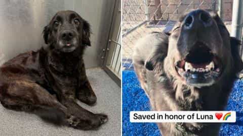 Woman Fosters 'Replica' Dog from Euthanasia List
