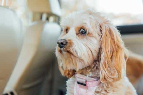 Understanding Stressed Dog Body Language: Signs to Watch For