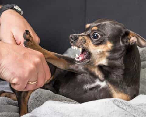 Alliance Aggression in Dogs: Understanding the Behavior