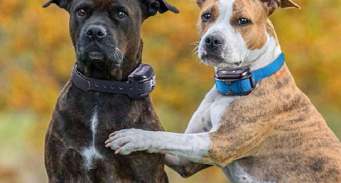 Pros and Cons of Shock Collars for Dogs: A Balanced Perspective