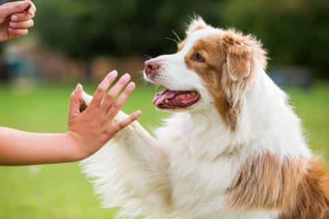 Senior Pups, New Skills: Training Older Dogs with Patience