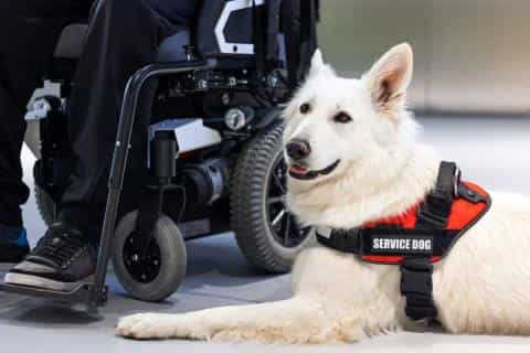 From Puppy to Partner: The Journey of Training a Service Dog