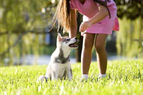 The Beginner’s Guide to Puppy Training: 5 Key Tips