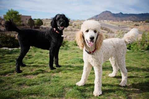 Poodle Dog Breed Guide: History, Care, and Personality