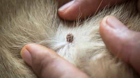 Ticks on Dogs: 5 Easy Steps for Removing Dog Ticks at Home