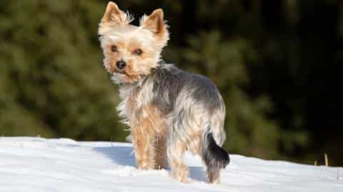 Is a Yorkie Right for You? Essential Facts to Know
