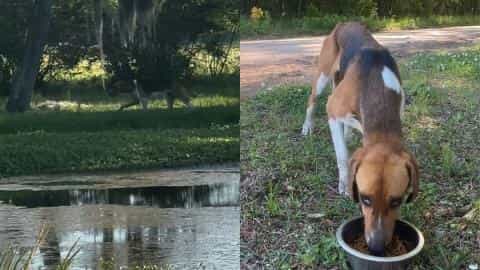 Starved Stray Dog Finds New Life and Love in Tear-Jerking Rescue Story