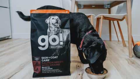 Large Breed Puppy Nutrition: What to Look For in Dog Food