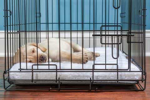 How to Train Your Puppy to Sleep in a Crate: A Step-by-Step Guide