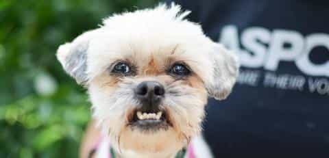 How to Keep Your Dog Safe and Prevent Bites