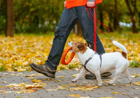 Loose Leash Walking Explained: The Good, the Bad, and the Training