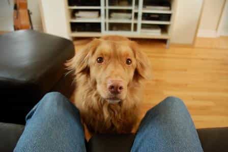 Is Your Dog Demanding Too Much Attention? Here’s What to Do