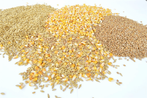 The Role of Grains in Dog Nutrition: Good or Bad?