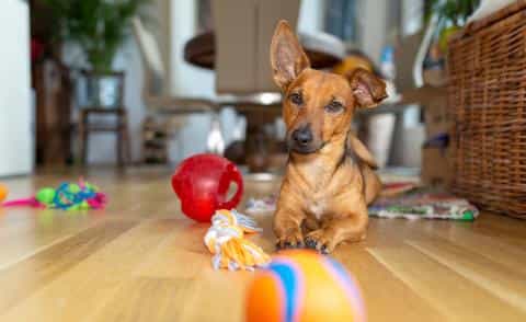 Best Interactive Dog Toys: Engage Your Pup in Fun and Mental Stimulation
