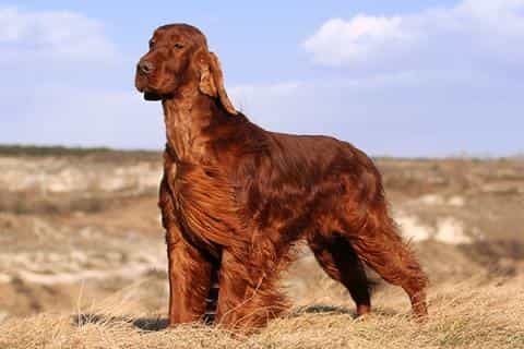 Irish Setter: Everything You Should Know About the Breed
