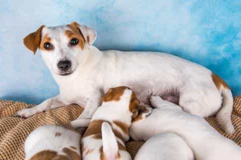 Transitioning Puppies to Solid Food: What You Need to Know