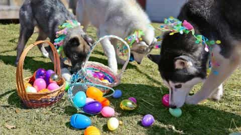Easter for Dogs: Fun Activities and Important Easter Safety Tips